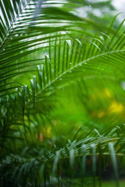Arka plan, güzel bir plaj ağaç dalı yağmur sonra palmiye yaprakları