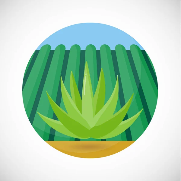 Icono Plano Vector Agave Diseño Plano Del Ingrediente Del Producto — Archivo Imágenes Vectoriales