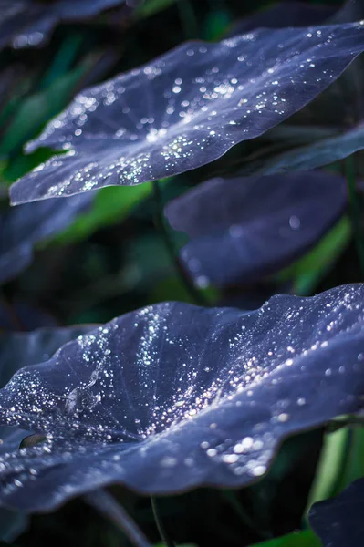 Velké Tmavé Listy Rostliny Colocasia Černou Magii Krásné Přírodní Pozadí — Stock fotografie