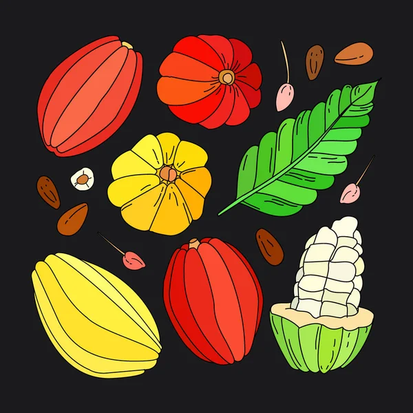 Conjunto Ilustración Fruta Cacao Garabato Vectorial Fruta Cacao Tropical Vector — Vector de stock