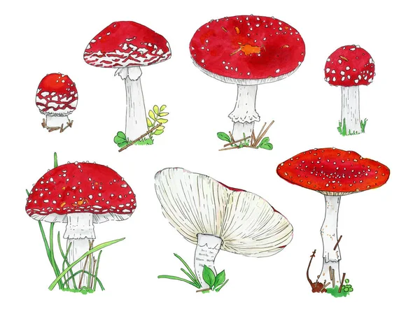 Fly agaric mushrooms big watercolor set, autumn poison harvest hand drawn elements isolated on the white background