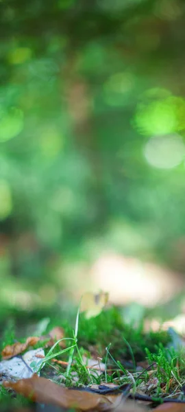 Green forest wallpaper with grass and blurred woods. Great natural vertical background