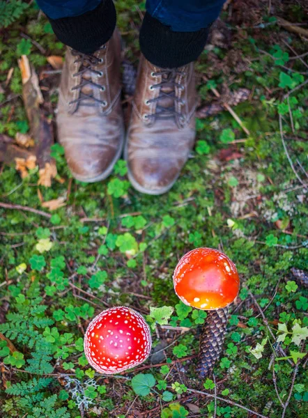 Amanita Muscaria and woman legs in leather boots. Red poisonous Fly Agaric mushroom in forest, fungi in the woods. Great natural horizontal background
