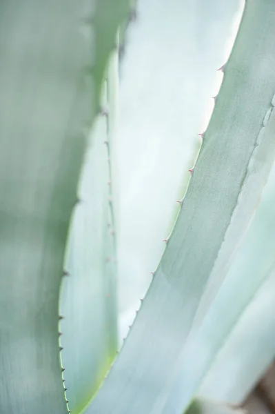 Синий Агава Крупным Планом Тропический Растительный Естественный Фон Вертикальное Фото — стоковое фото