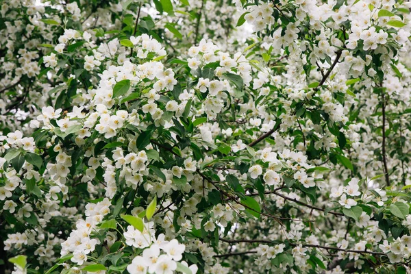 Rami di meli in fiori di fiori bianchi — Foto Stock