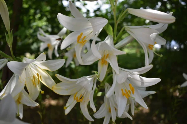 Lírios Brancos São Muito Bonitos Canteiro Flores Início Verão — Fotografia de Stock