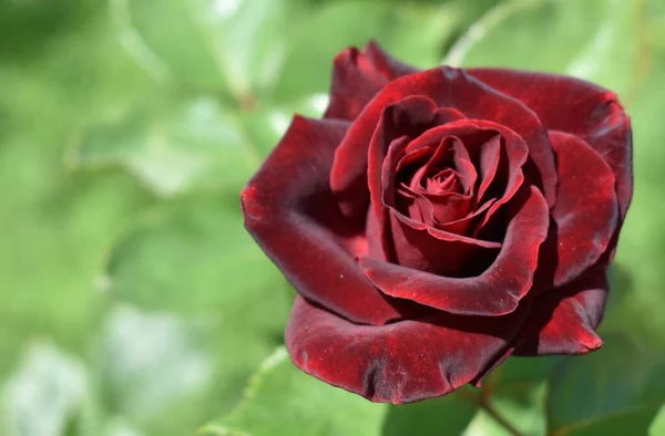 Piękna Aksamitna Róża Kolorze Burgundowym Rozmytym Tle Zielonej Trawy — Zdjęcie stockowe