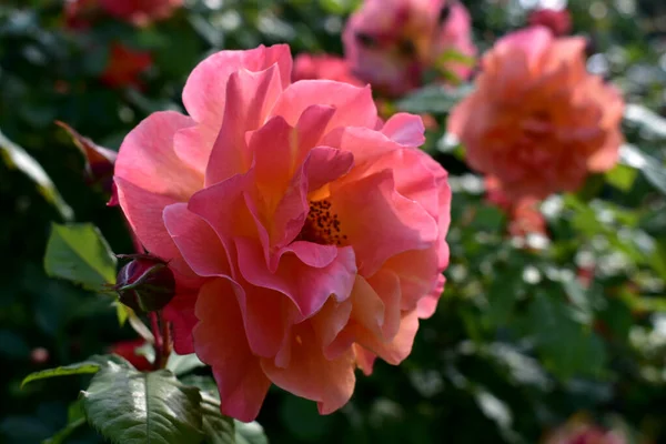 Piękny Różowy Róża Zbliżenie Kwietnik — Zdjęcie stockowe