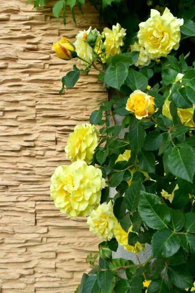 Yellow curly rose on wall background.