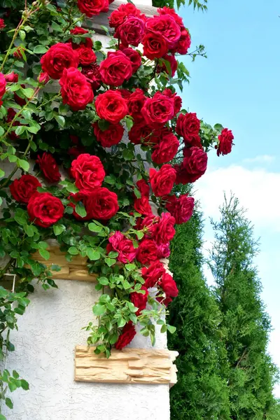 Czerwona Róża Kręcona Ścianie — Zdjęcie stockowe