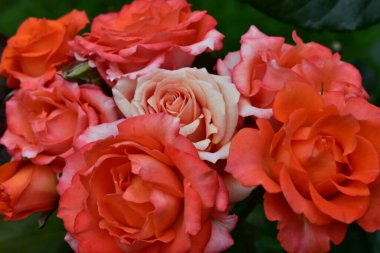 Evdeki güzel pembe güller.