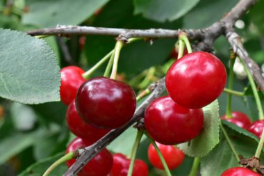 Bahçedeki ağaçta kırmızı kiraz.