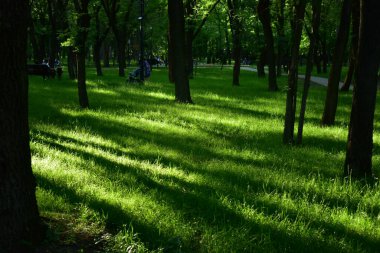 Bir yaz akşamı parktaki ağaçların gölgeleri..
