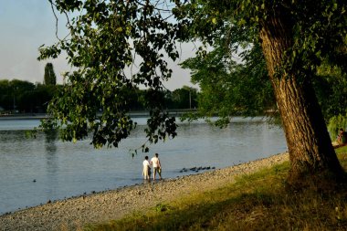Şehir gölü manzarası. Bir adam ve bir kadın bir grup vahşi ördek için kıyıda yürüyorlar..