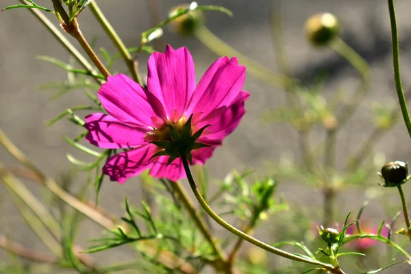 Cosmea Flor Com Botões Contra Sol — Fotografia de Stock