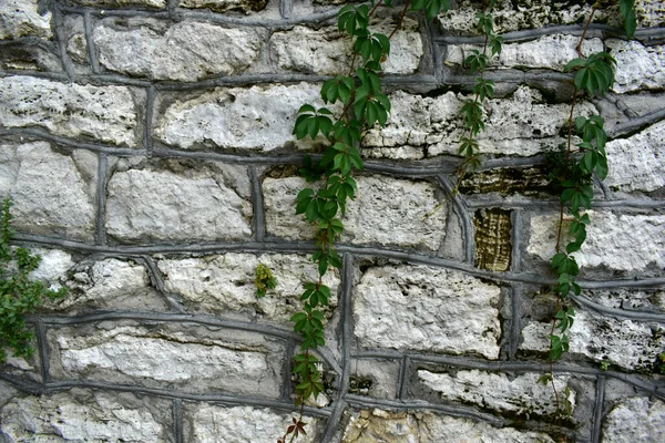 Wall of stones with leaves of wild grapes.