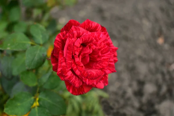 Una hermosa rosa roja de cerca en el jardín. — Foto de Stock