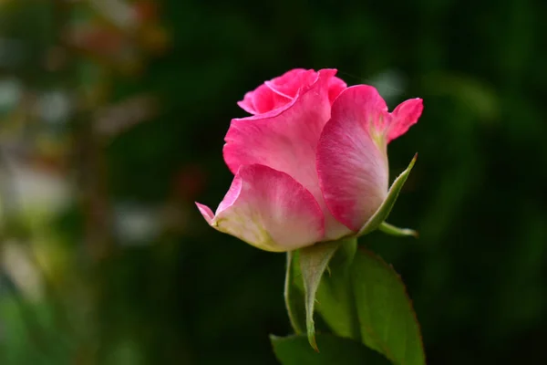 Piękna różowa róża na rozmytym tle w ogrodzie. — Zdjęcie stockowe