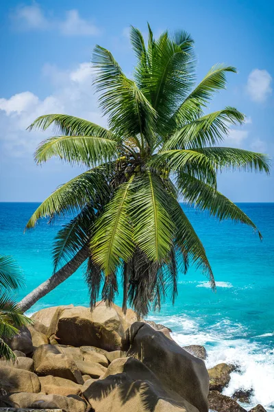 Schöne Palme Tropischen Strand Von Digue Seychellen Sommerurlaub Und Reisekonzept — Stockfoto