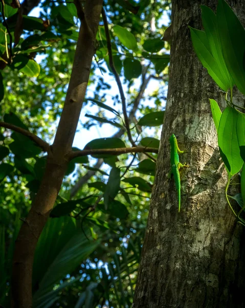 green tropical lizard on a tree in natural environment