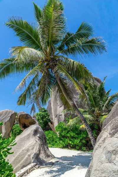 Krásná Palma Tropické Pláži Digue Seychely Letní Dovolená Cestování Koncept — Stock fotografie