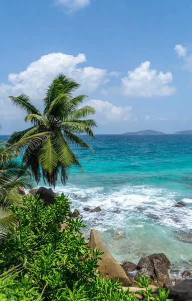 Krásná Palma Tropické Pláži Digue Seychely Letní Dovolená Cestování Koncept — Stock fotografie