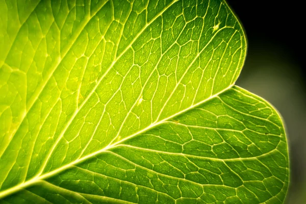 Friss Zöld Levelek Alakulnak Egy Gyönyörű Háttérben Elvont Zöld Trópusi — Stock Fotó