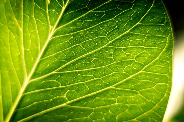 美しい背景に形成された新鮮な緑の葉 抽象的な緑の熱帯の葉の質感 — ストック写真