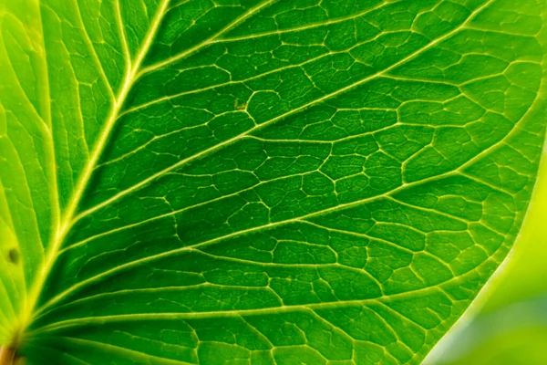 Friss Zöld Levelek Alakulnak Egy Gyönyörű Háttérben Elvont Zöld Trópusi — Stock Fotó