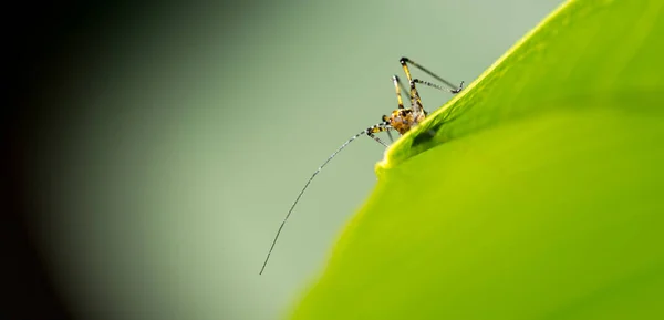 Gros Plan Une Toute Petite Sauterelle Sur Une Feuille Verte — Photo