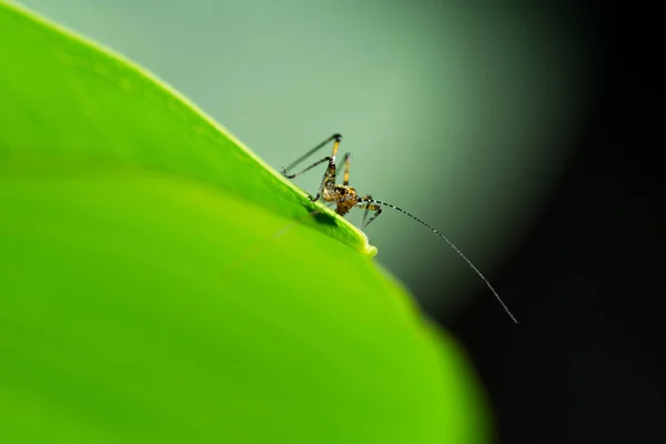 Gros Plan Une Toute Petite Sauterelle Sur Une Feuille Verte — Photo