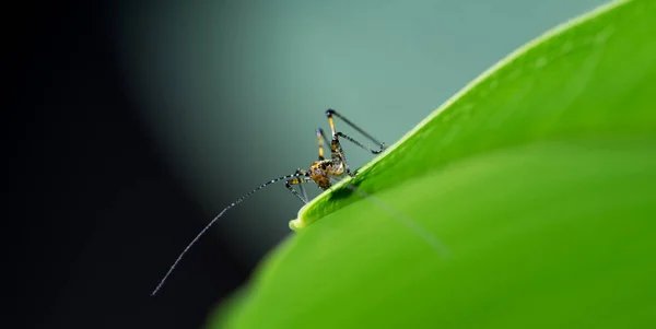 Nahaufnahme Einer Sehr Kleinen Heuschrecke Auf Einem Grünen Blatt Grün — Stockfoto