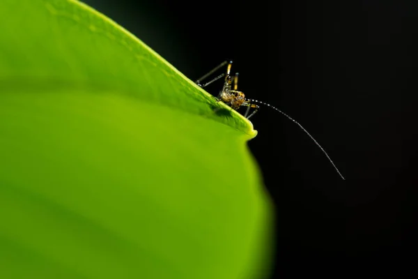 메뚜기의 사진입니다 — 스톡 사진