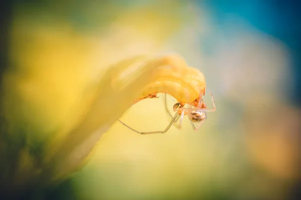 Kleine Babyspinne Auf Einer Gelben Blume Gelber Und Blauer Hintergrund — Stockfoto