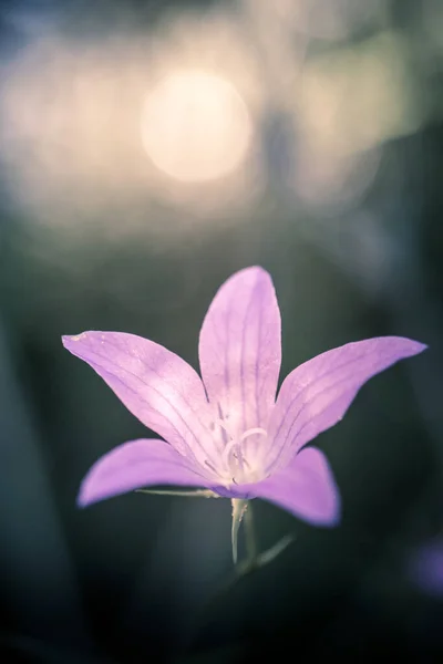 Macro Vedere Flori Violet Sălbatice Mici Focalizare Selectivă Fundal Verde — Fotografie, imagine de stoc