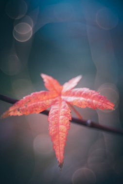 Bir daldaki kırmızı akçaağaç yaprağının yakın çekimi. Arka planda ışık var. sonbahar konsepti.