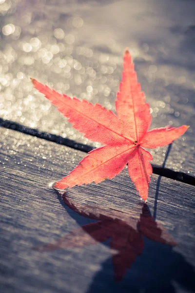 close-up of an isolated red maple leaf on wooden background. fall concept.