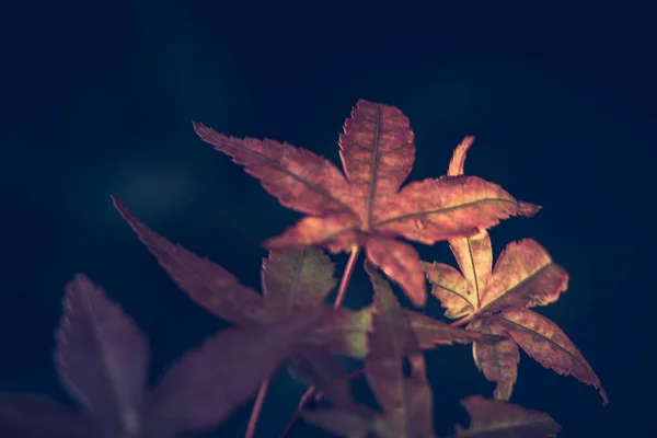 Ветка Красными Кленовыми Листьями Черном Фоне Осенняя Концепция — стоковое фото