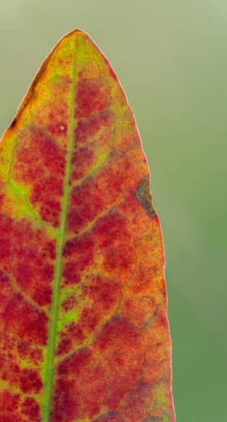 Hoja Roja Aislada Sobre Fondo Verde Concepto Otoñal Formato Marcador —  Fotos de Stock