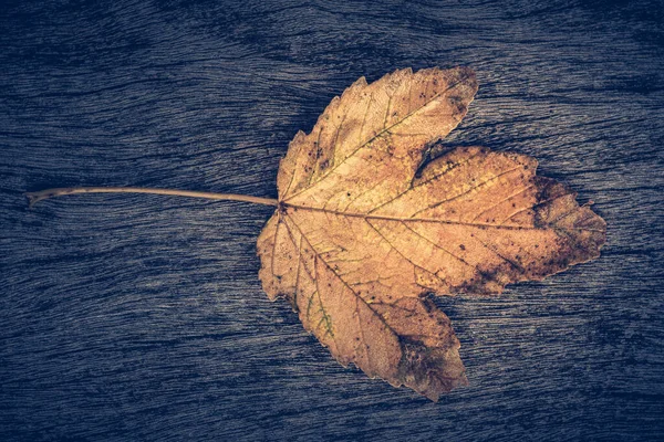 Close Van Een Geïsoleerd Herfstblad Een Houten Ondergrond Zicht Van — Stockfoto