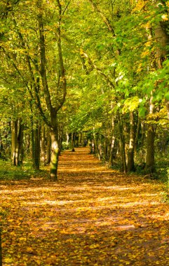 Parkta sonbahar. Yeşil ve turuncu yapraklı ağaçlar. Düşen yapraklarla kaplı patika