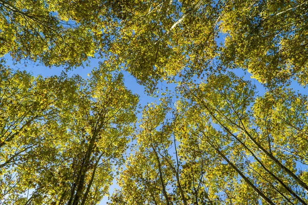 Colorful Autumn Treetops Fall Forest Blue Sky Green Orange Autumn — Stock Photo, Image