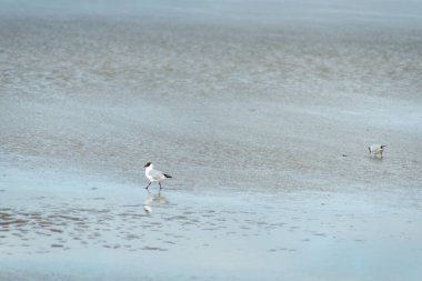 Dalgalar çekildiğinde kumsalda solucanları yiyen iki martı. Suda yansıyan kuş. Pastel tonlar