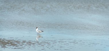 Dalgalar çekildiğinde kumsalda solucanları yiyen izole edilmiş martı. Suda yansıyan kuş..
