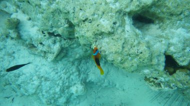 Mercan resifindeki izole palyaço balığı sualtı doğal ortamında. Kristal mavi su