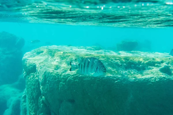 Peces Rayas Aislados Arrecifes Coral Entorno Natural Submarino Agua Cristalina — Foto de Stock