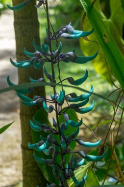 Yeşim bir sarmaşığın çiçeklerini kapat - Güçlü makrobotriler