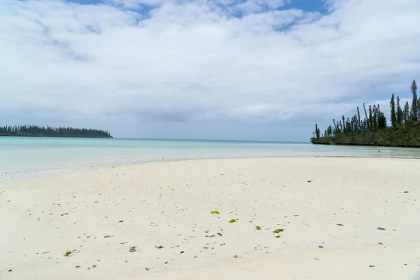 Морський Мис Острові Пайнс Нова Каледонія Бірюзовим Морем Типовими Деревами — стокове фото