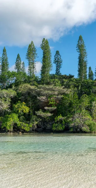 Les Araucaria Borovic Ostrov Borovic Nové Kaledonii Tyrkysová Řeka Podél — Stock fotografie