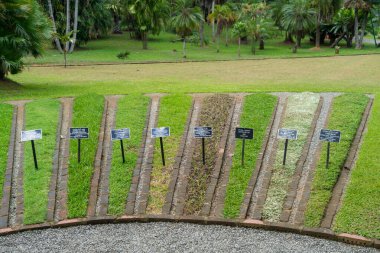Kandy, Sri Lanka 'daki botanik bahçesinde çimen örneği.
